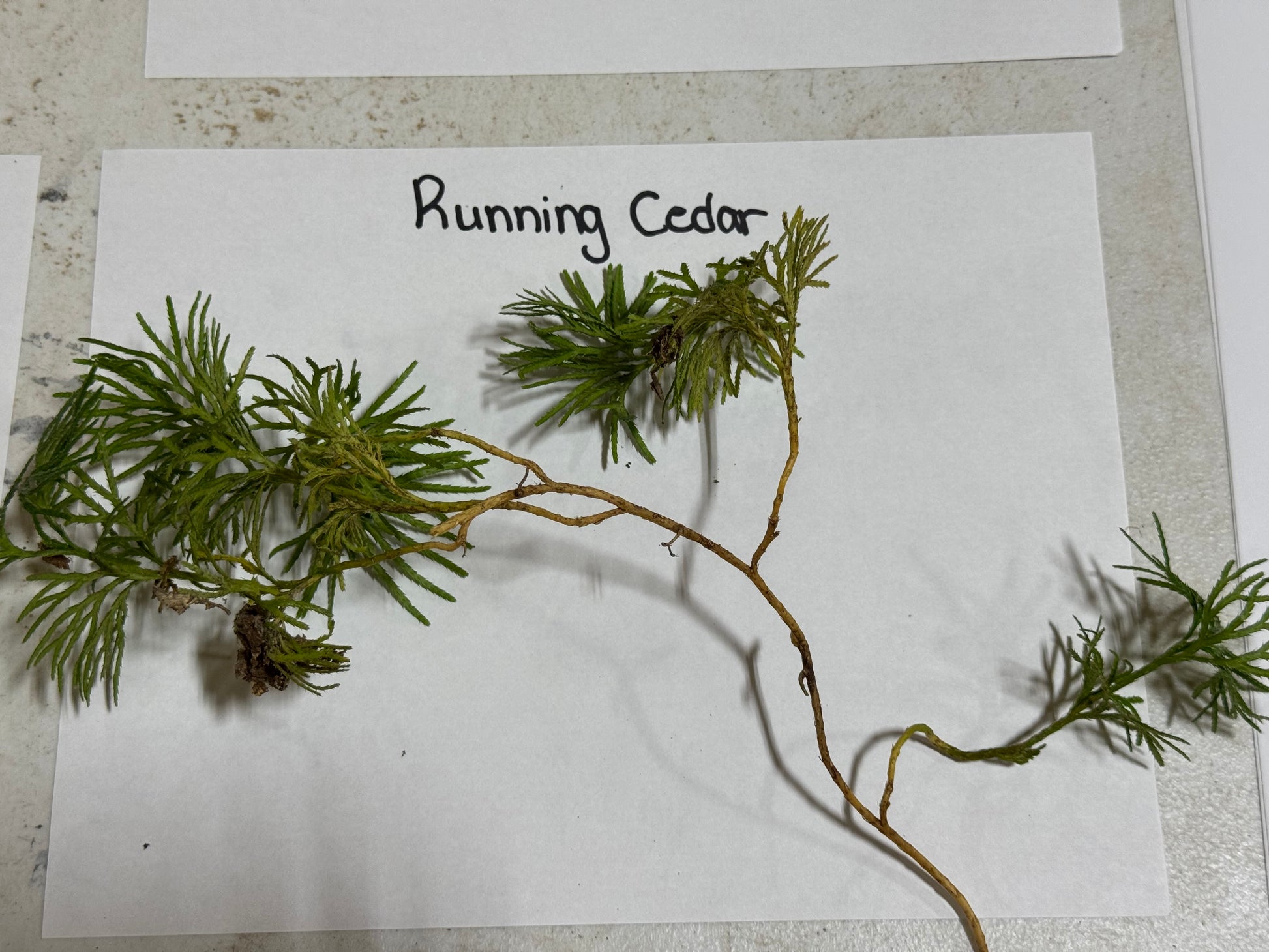 Branch of 'Running Cedar' on a white paper with a gray background