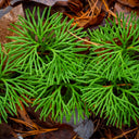 Running Cedar Plant