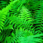 Buy 1 get 1 free sale on Sensitive Fern online at TN Nursery
