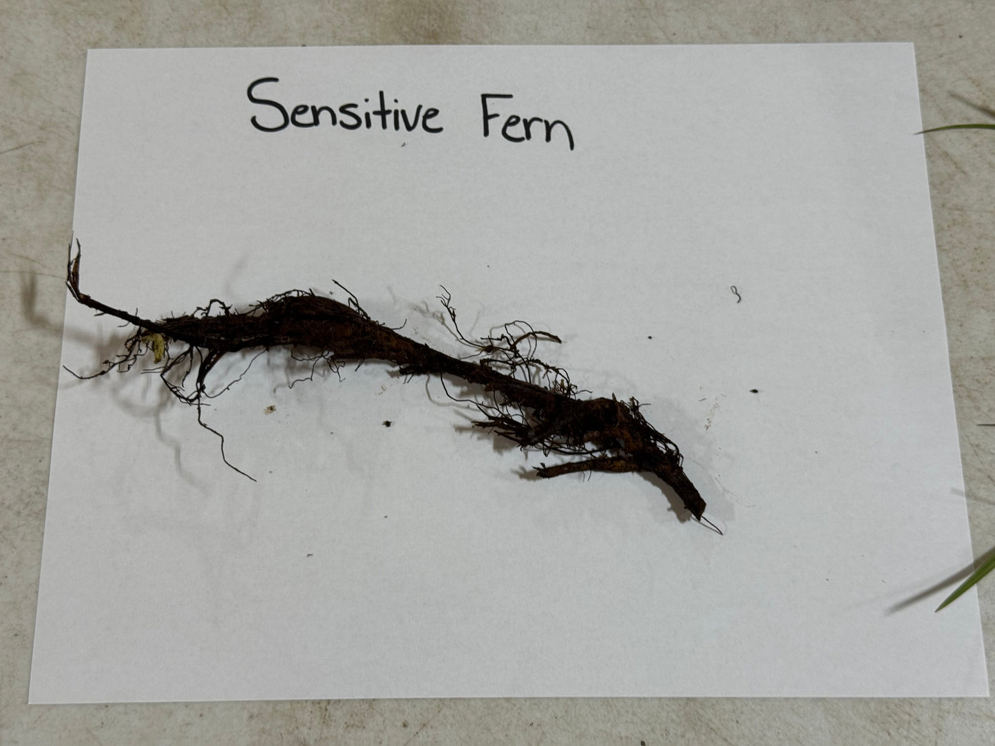 Sensitive fern on a white paper with 'Sensitive Fern' text