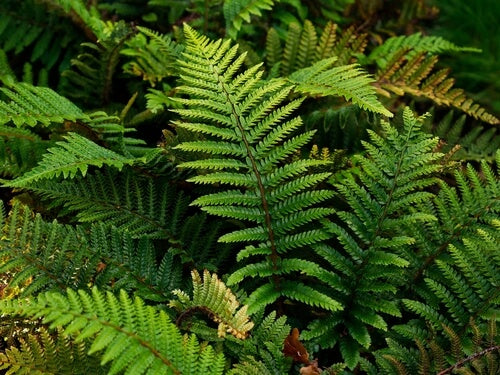 Close-up of green ferns