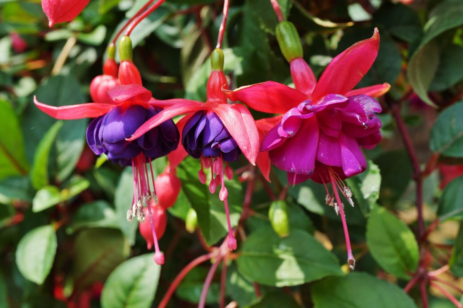 Close-up of pink and purple perennial flowers with green leaves.