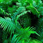 Shop Shade Fern Package online at TN Nursery 