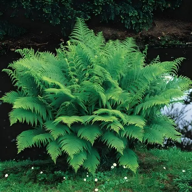 Buy Shade Fern Package online at TN Nursery 