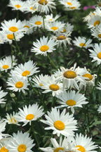 Buy 1 get 1 free sale on Shasta Daisy at TN Nursery