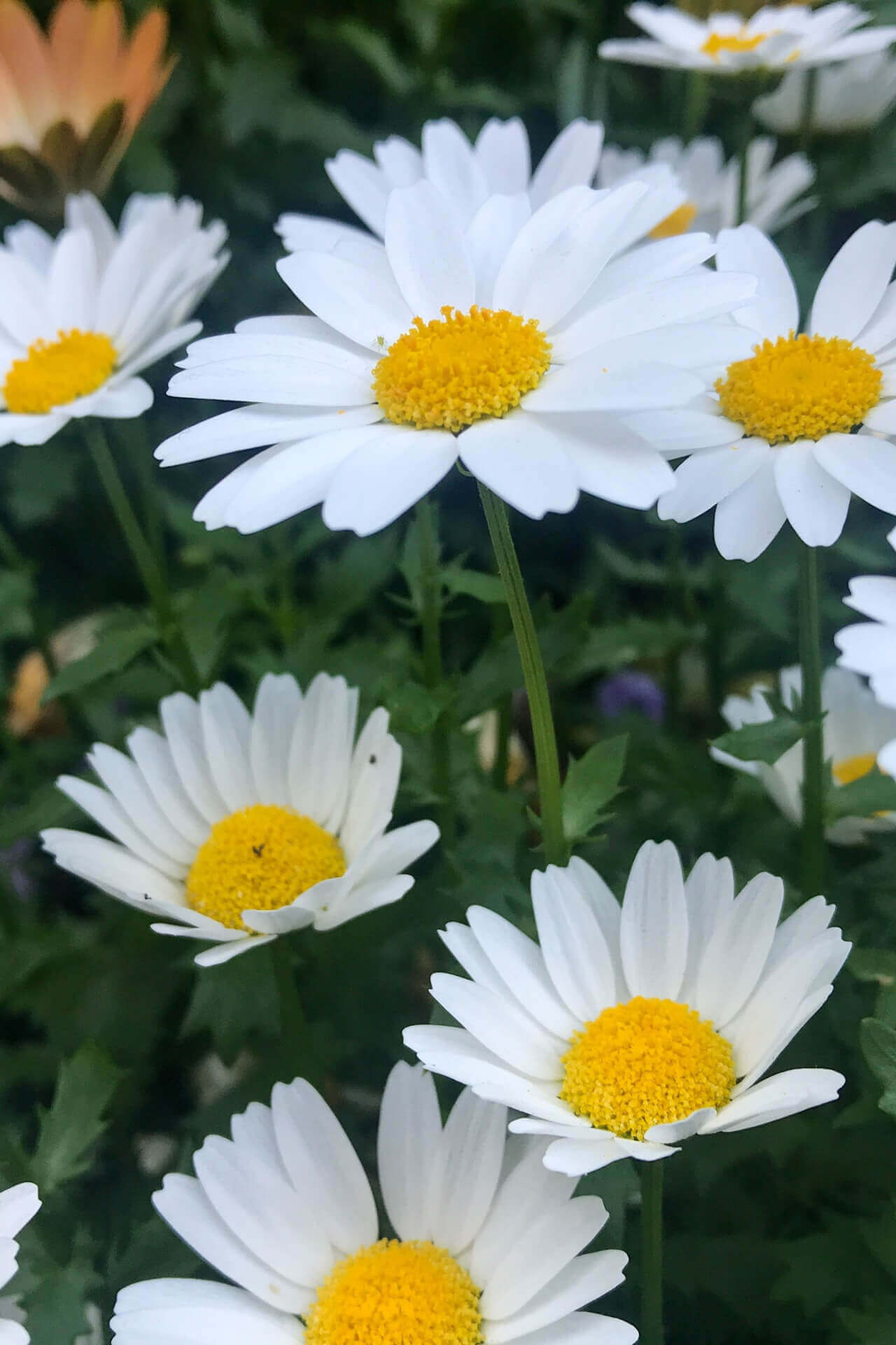Shop Shasta Daisy online at TN Nursery 