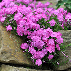 Buy 1 get 1 free sale on Creeping Phlox online at TN Nursery 