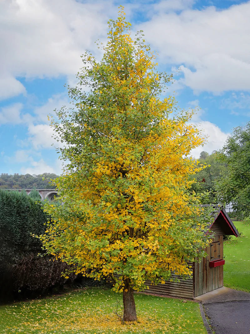 Big Sale on Gingko Biloba Trees at TN Nursery 
