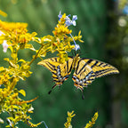Golden Glow Trio: yellow black swallowtail butterfly on blue flowers
