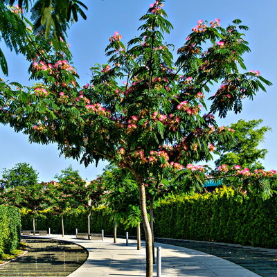 Sassafras Tree: History, Uses, and Care Tips for Gardeners – TN Nursery