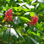 Buy 1 get 1 free sale on Red Buckeye Trees at TN Nursery 