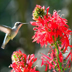 Hummingbird hovers near Red Hot Trio bright red tubular flowers