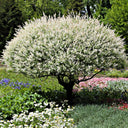 Snow White Willow Shrub