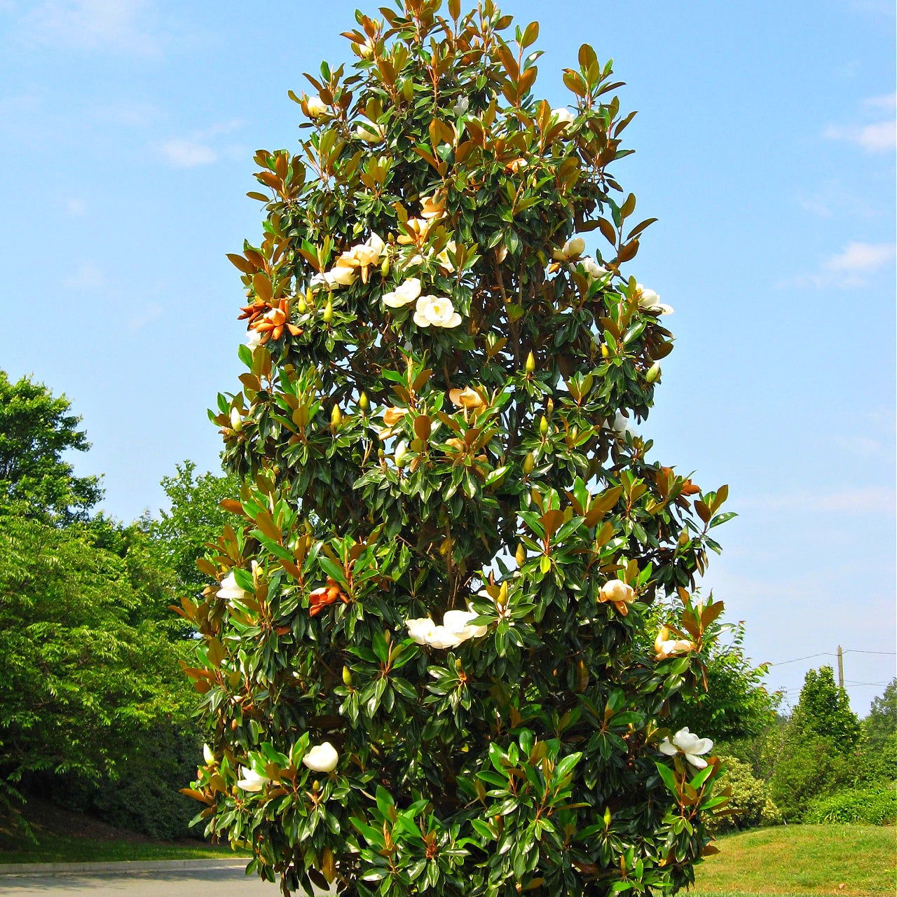 Buy 1 get 1 free sale on Southern Magnolia Trees at TN Nursery