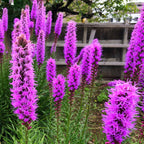 Twilight Bloom Trio: vibrant purple blazing star flowers with feathery petals