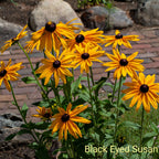 Golden Glow Trio: vibrant yellow black-eyed susan flowers with brown centers