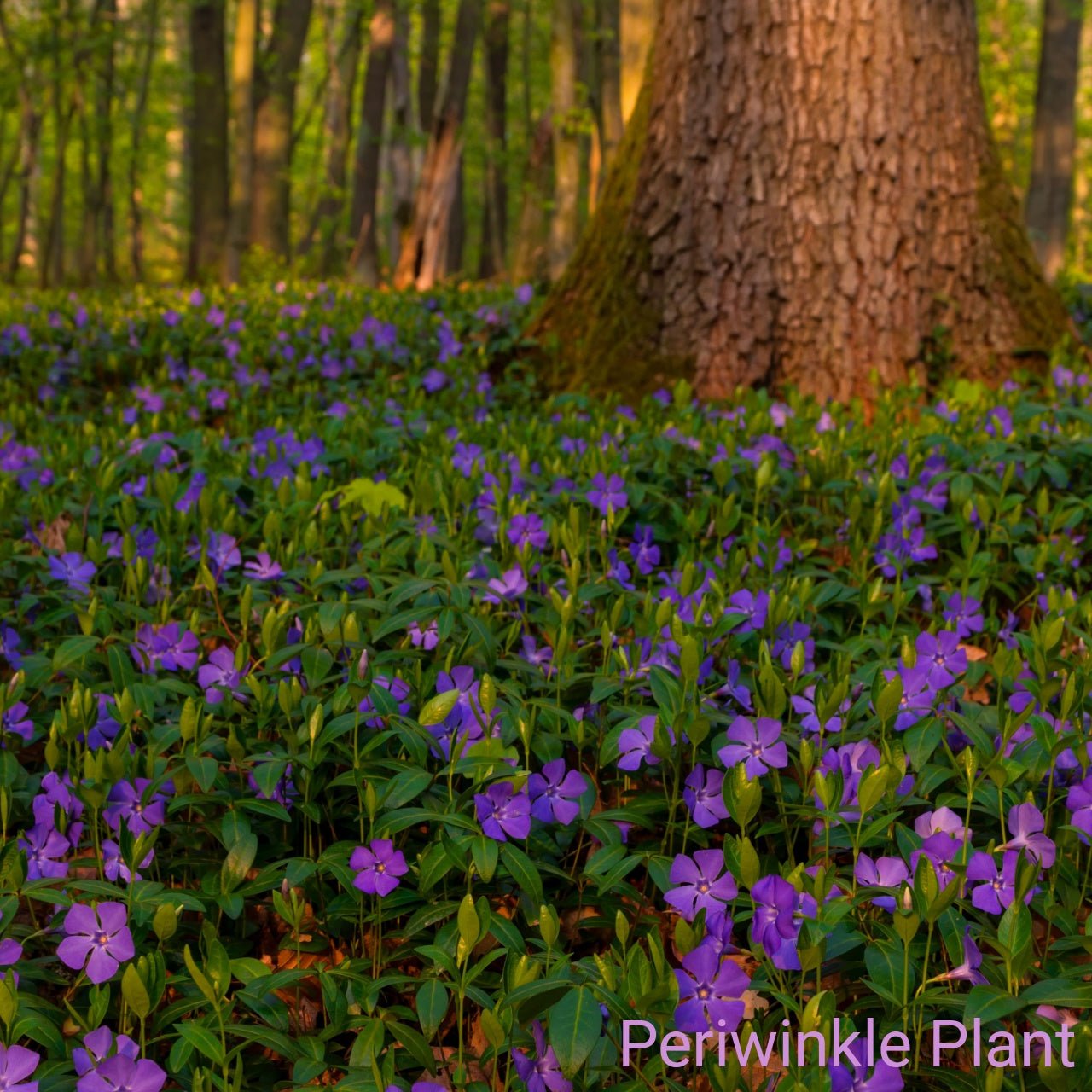 Purple Flower Delivery