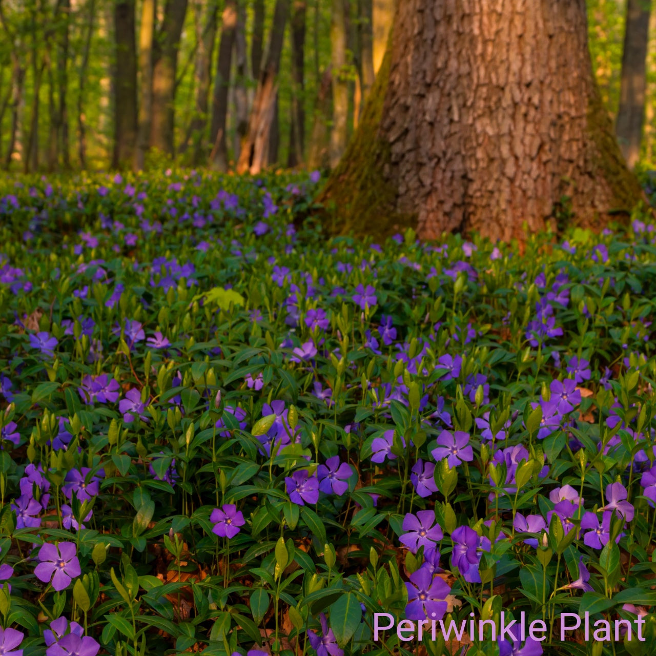 Field of purple periwinkle plants with a large tree trunk in the background