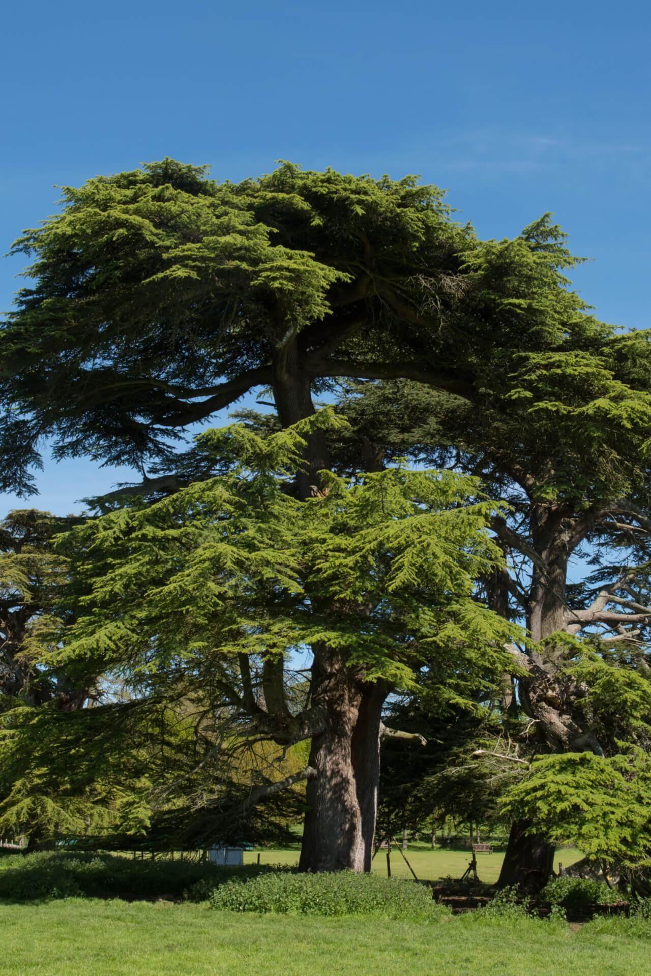 Cedar tree