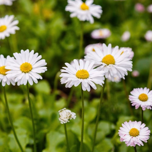 Oxeye Daisy