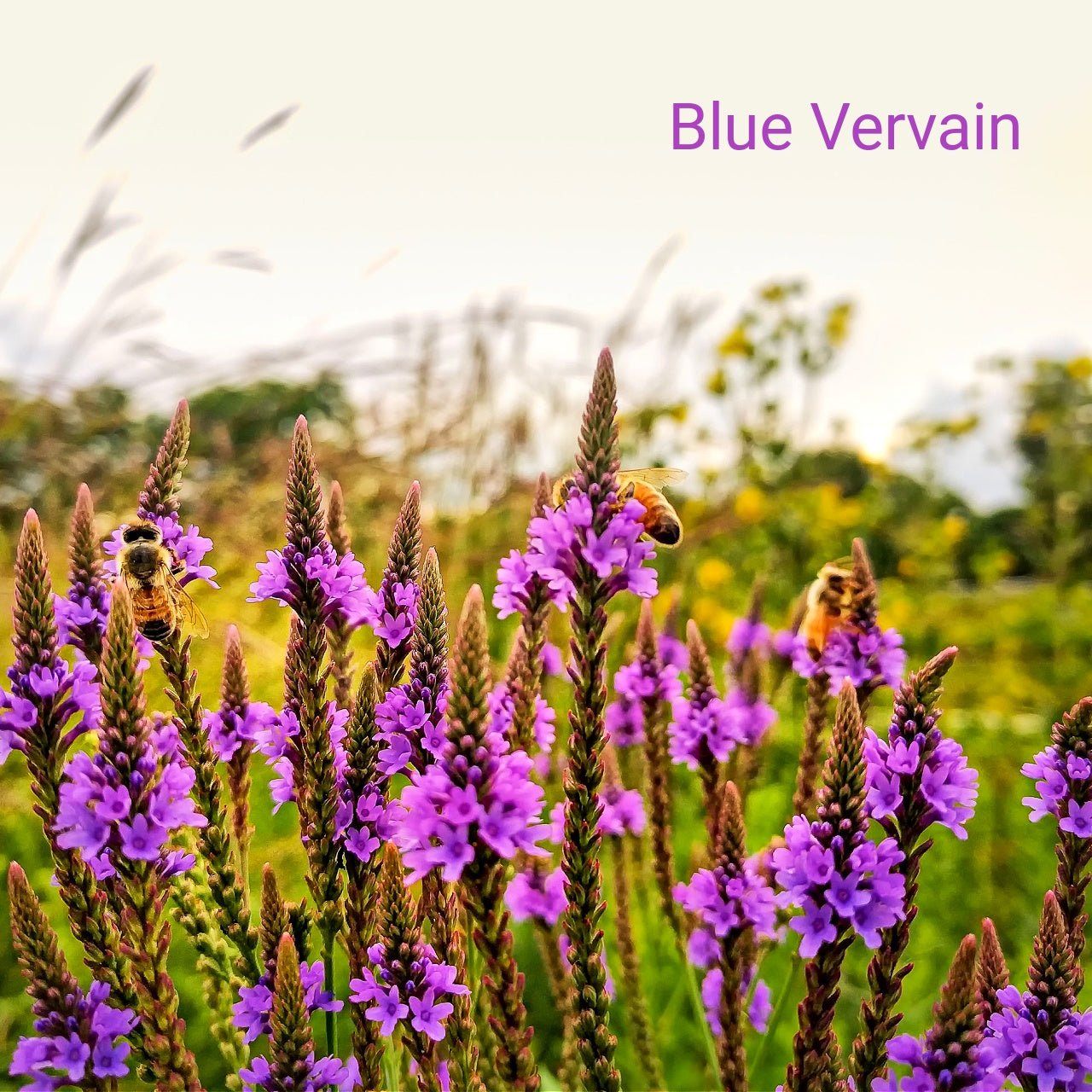 Purple Flower Perennials