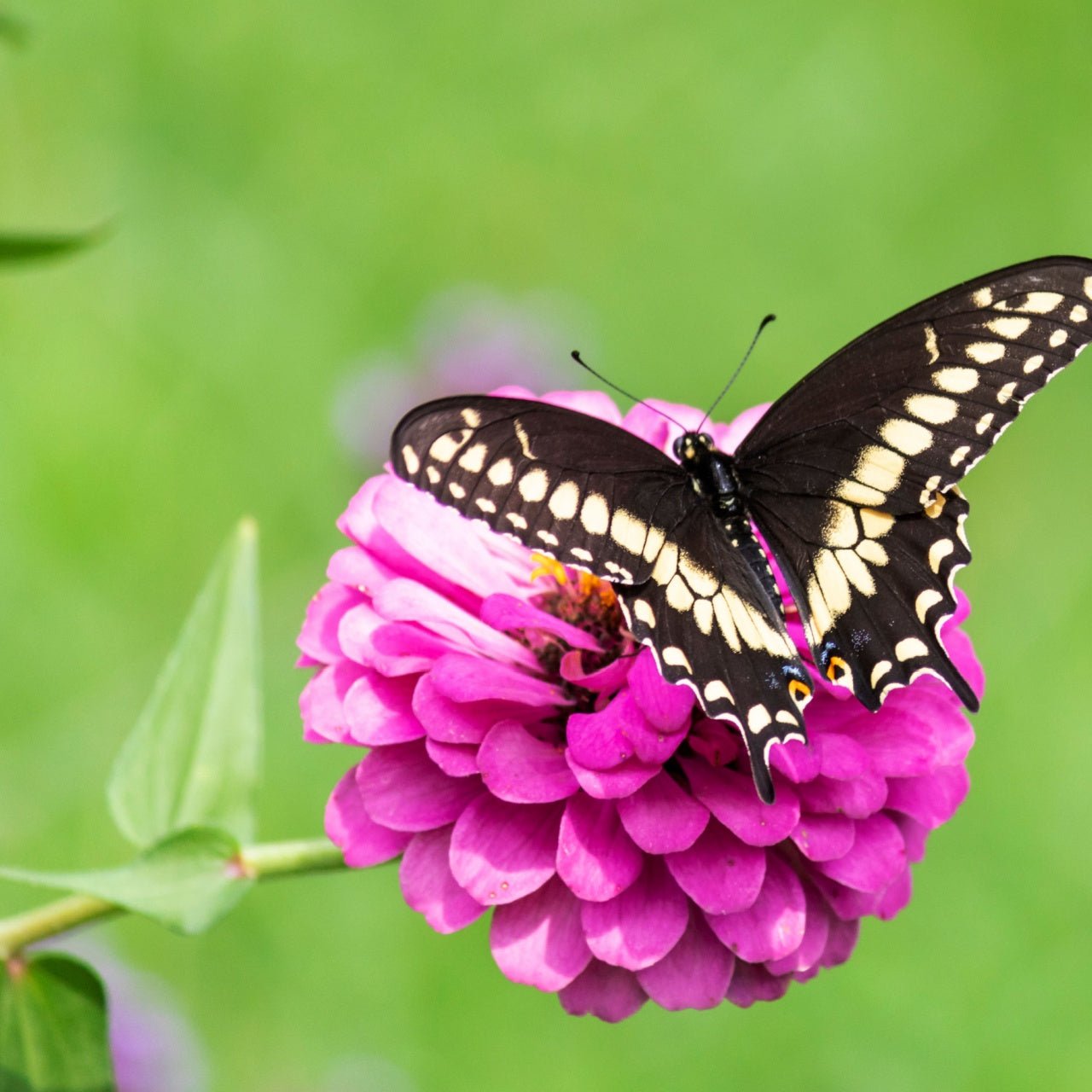 D.I.Y. Pollinator Paradise: Attract Birds & Butterflies on a Budget (E-Book)