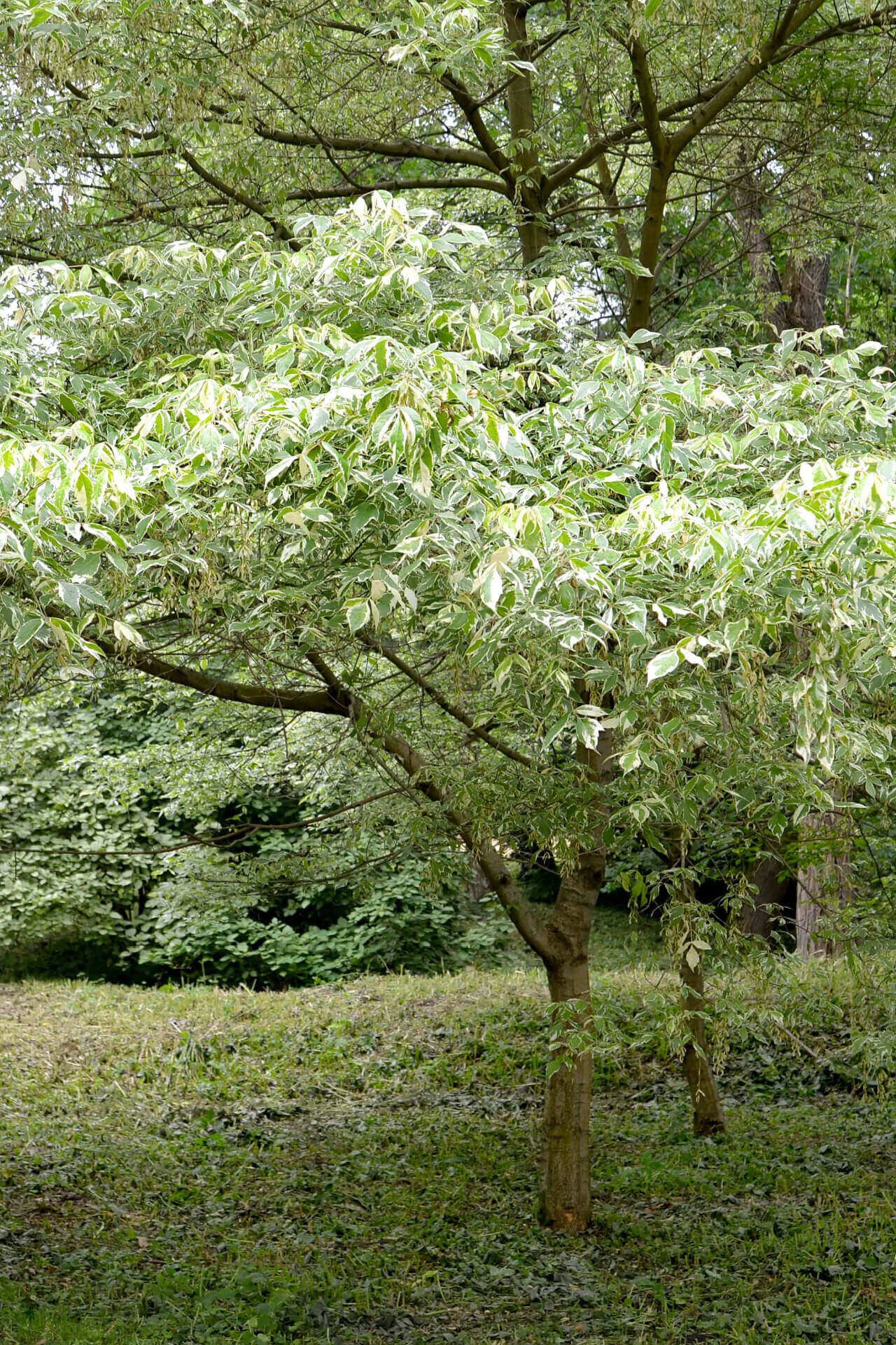 Box Elder trees