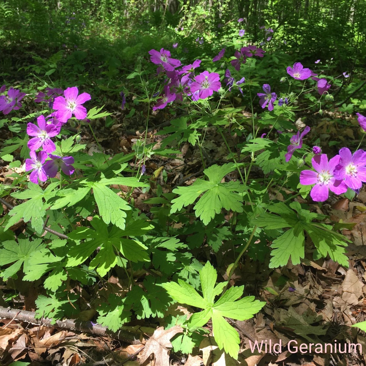 Pink Flower Perennials