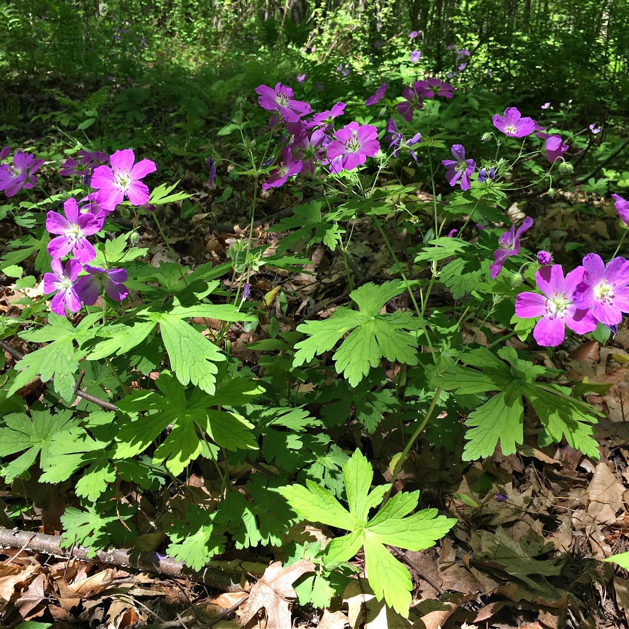 Wild Geranium