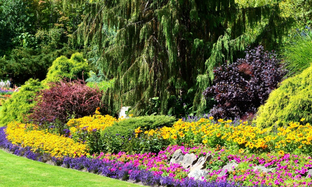 Flower garden with dark trees and black-eyed Susan's