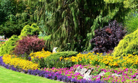Flower garden with dark trees and black-eyed Susan's