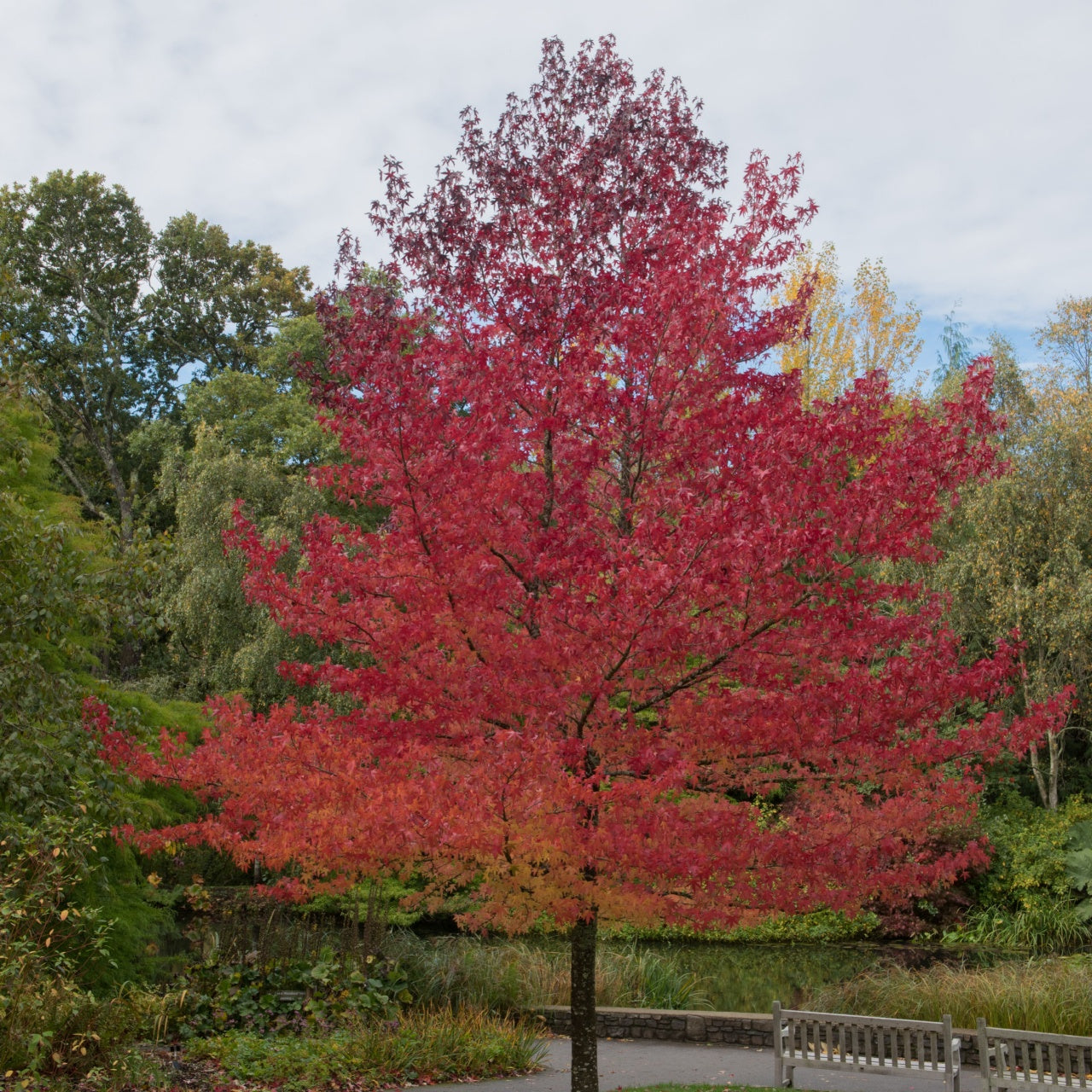 Sweet Gum Seedlings