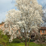 Wild Plum Tree