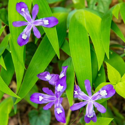A photo showing clumps of Dwarf Crested Iris with bright green sword-shaped leaves and striking violet-blue flowers with a purple-outlined, bright yellow splotch along the tongue.