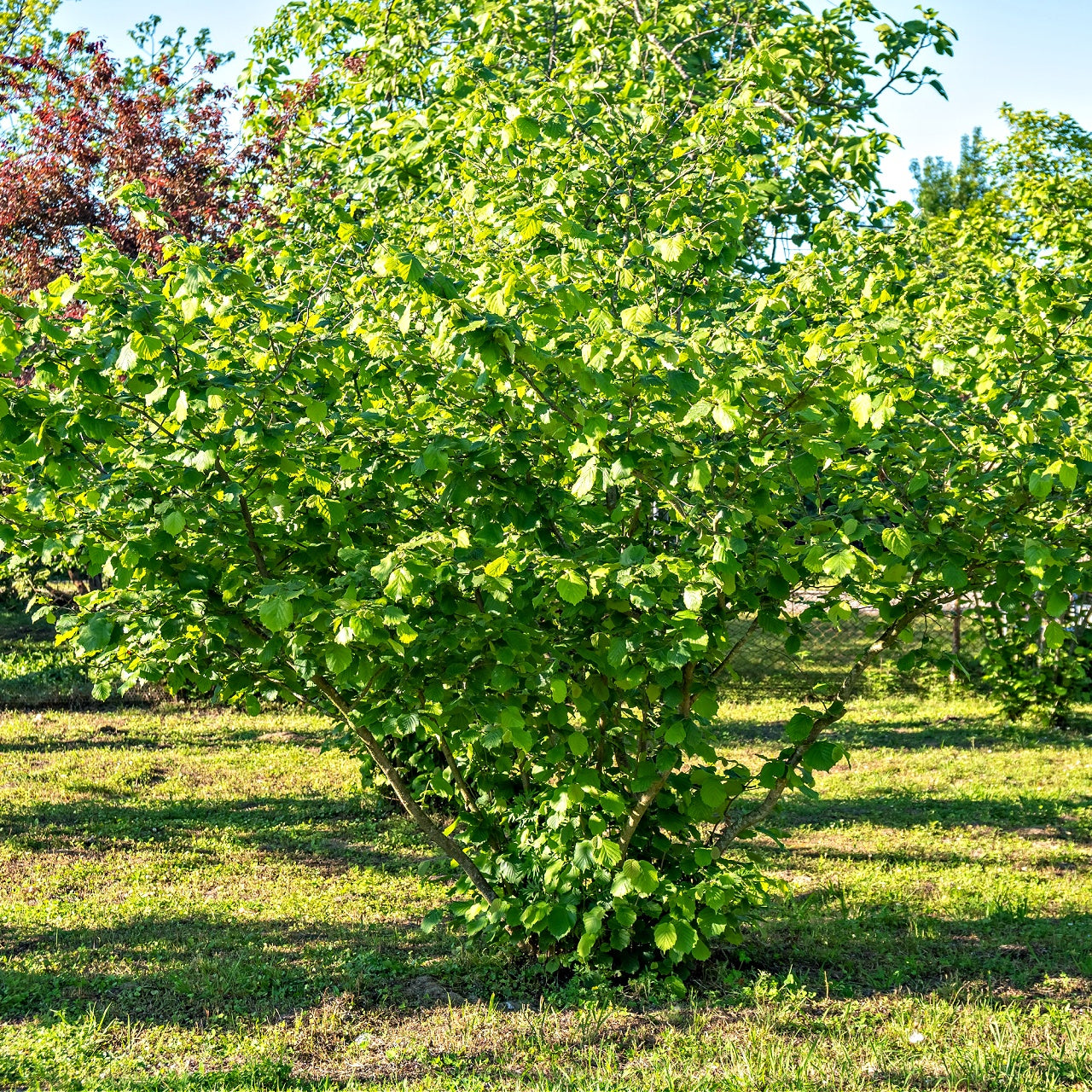 Large green tree in a grassy field with a clear sky