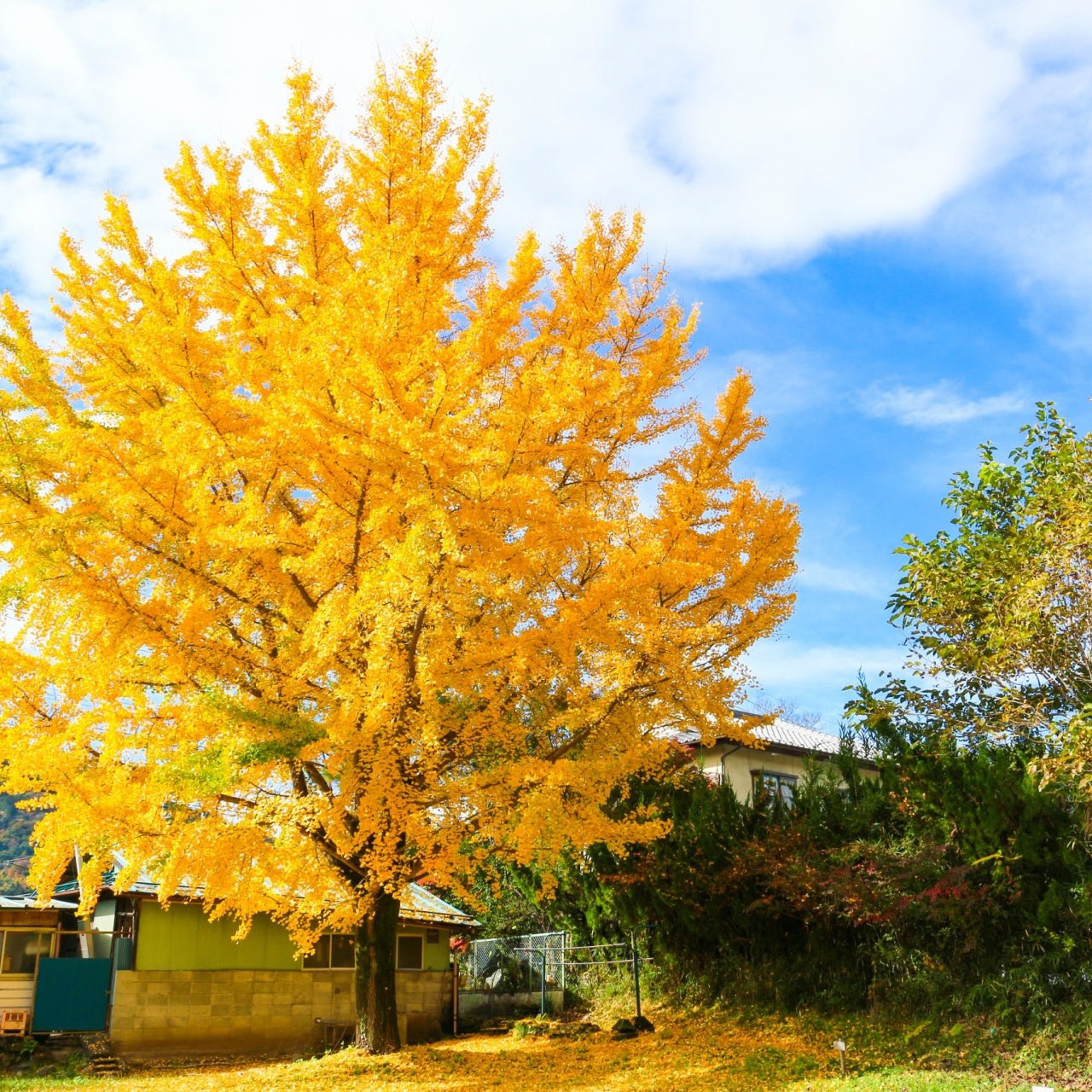 Ginkgo Tree - TN Nurery