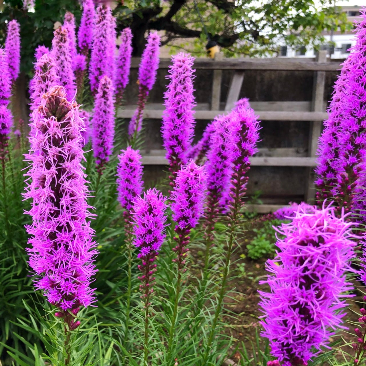 Purple Flowers for Sale