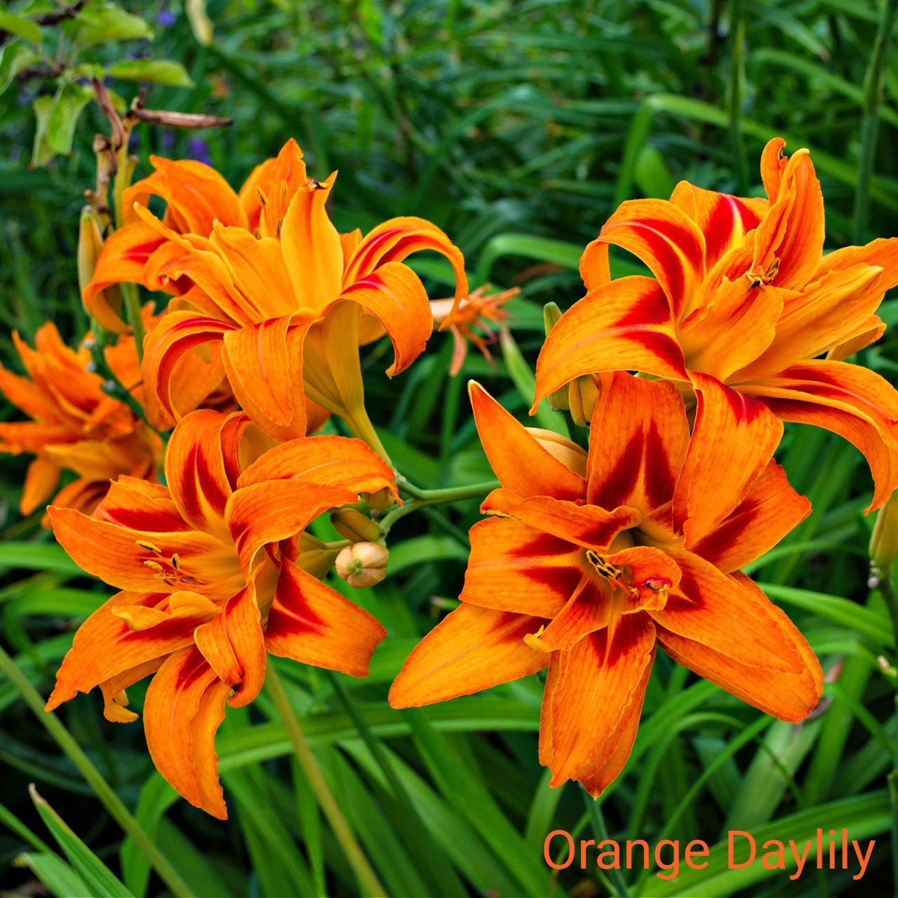 Orange Ember Trio