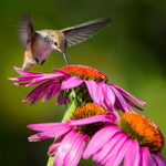 Hummingbird plants