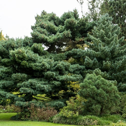 White Pine Tree
