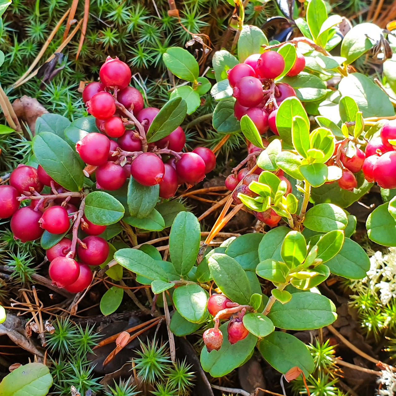Clusters of bright red Partridge Berry (Mitchella repens) with green leaves, suitable for garden use as groundcover.