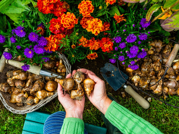 Person holding tulip bulbs with a background of flowers and gardening tools
