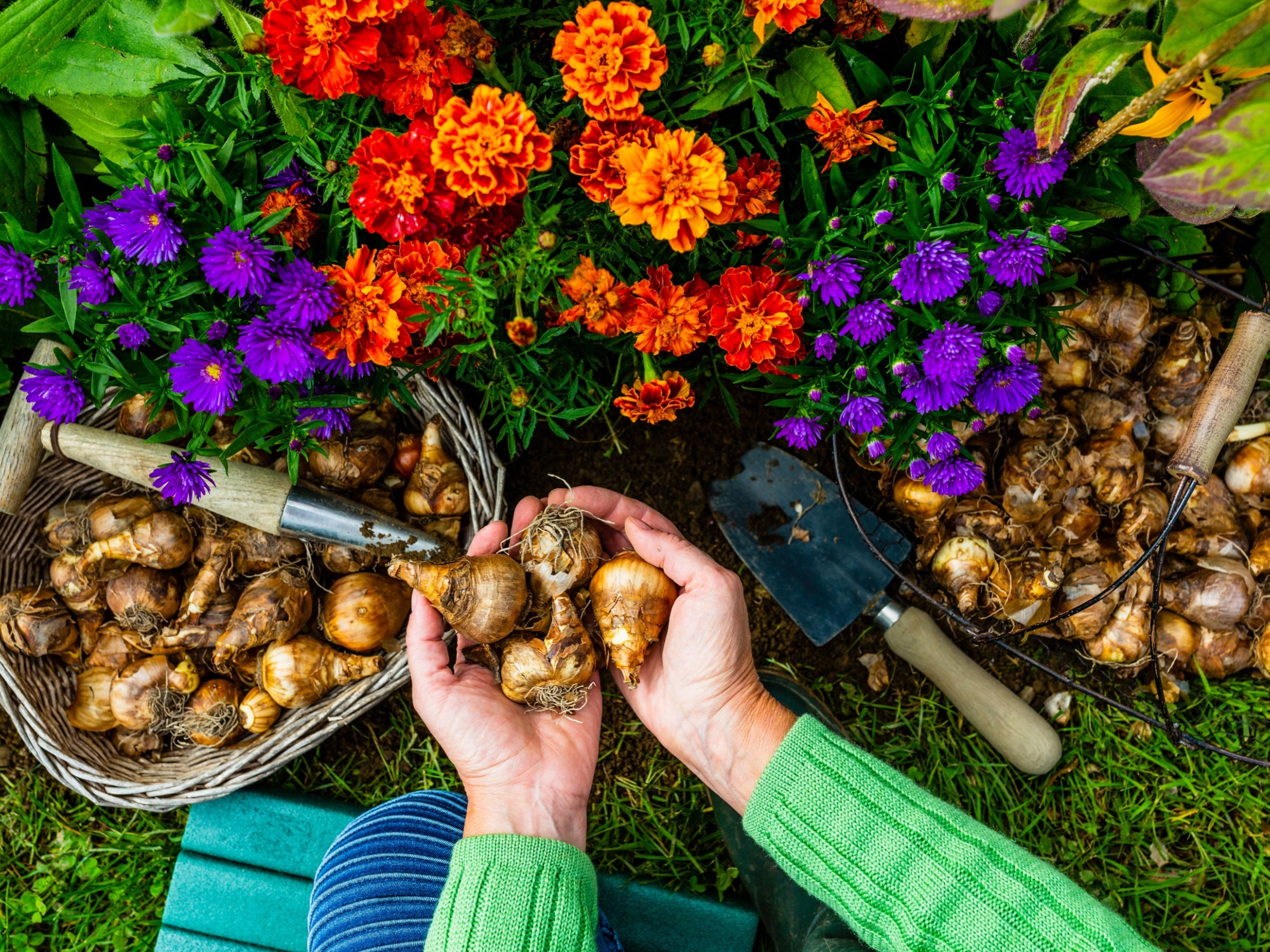 TN Nursery - Bulbs