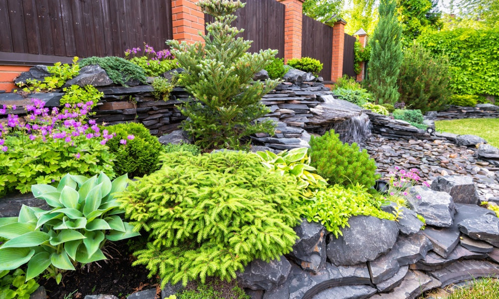 Rock garden with native perennials and evergreen tees