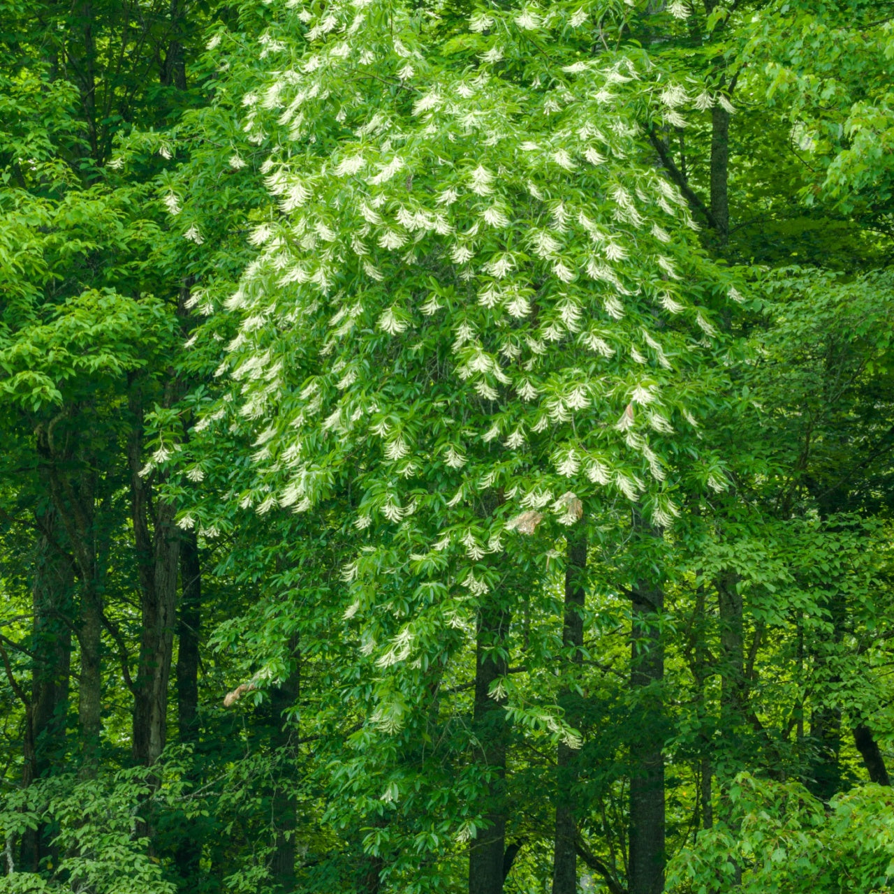 sourwood tree