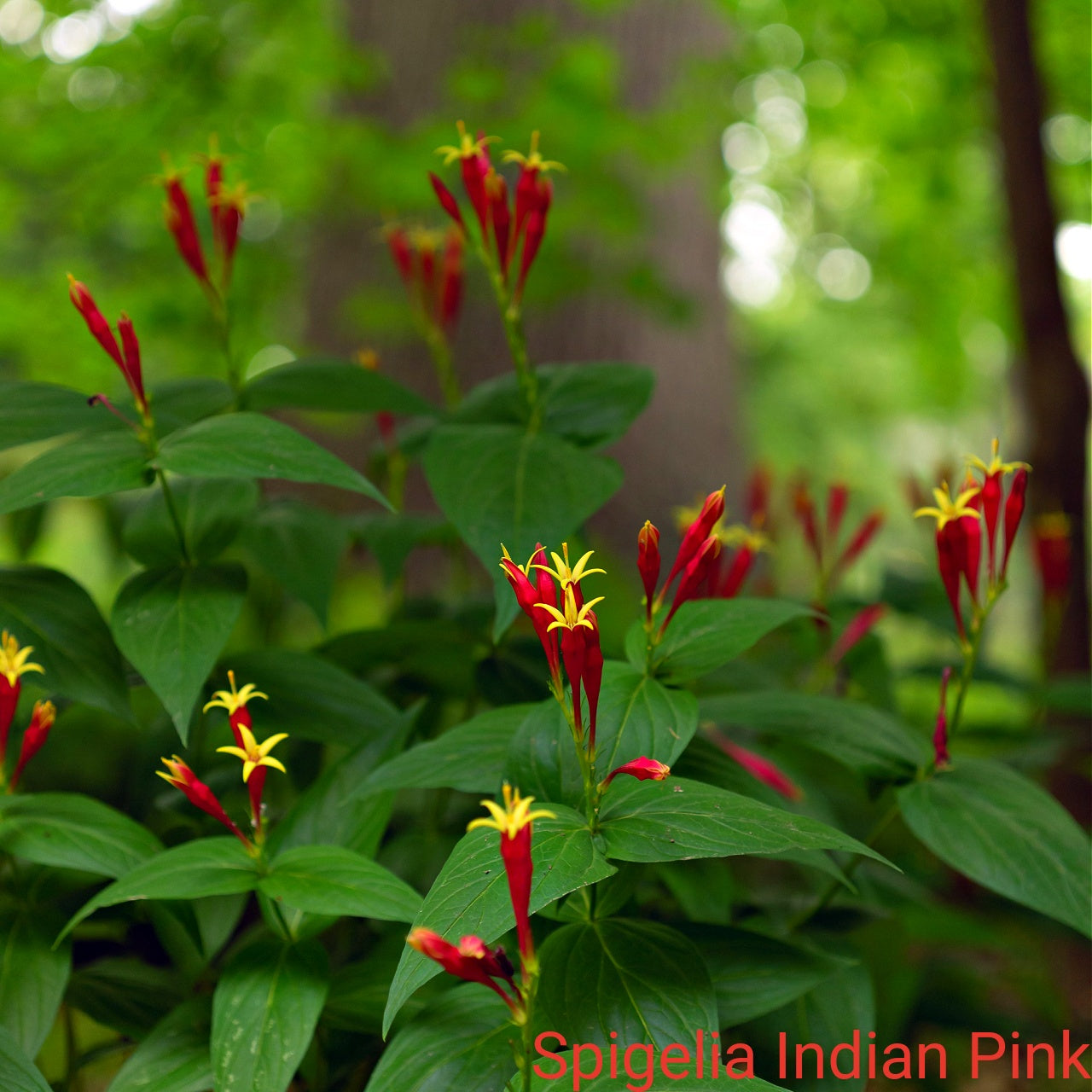 Spigelia Indian Pink flowers with green leaves in a natural setting