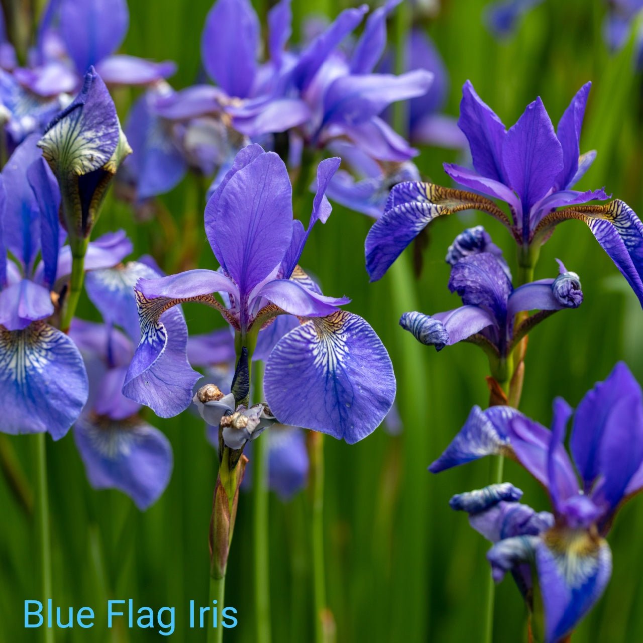 Blue Flower Perennials