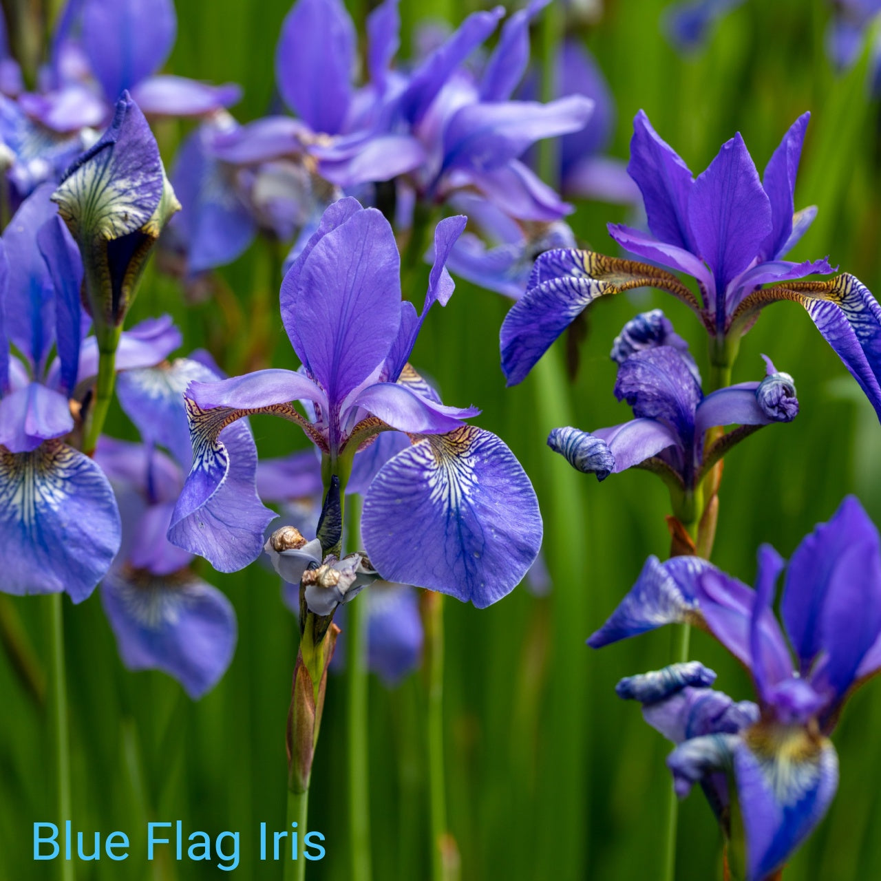 Close-up of blue flag iris flowers with a blurred green background
