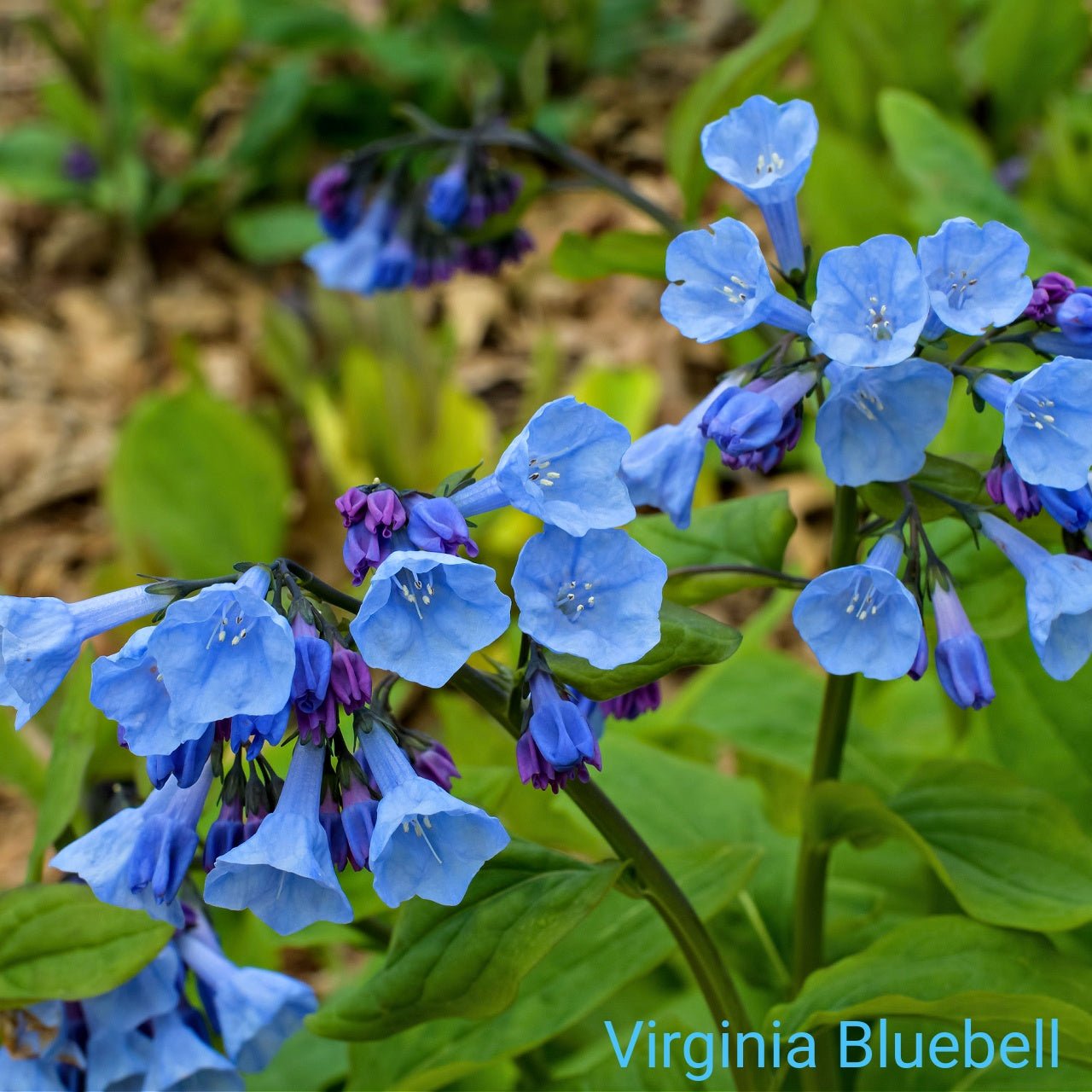 Blue Flower Plants