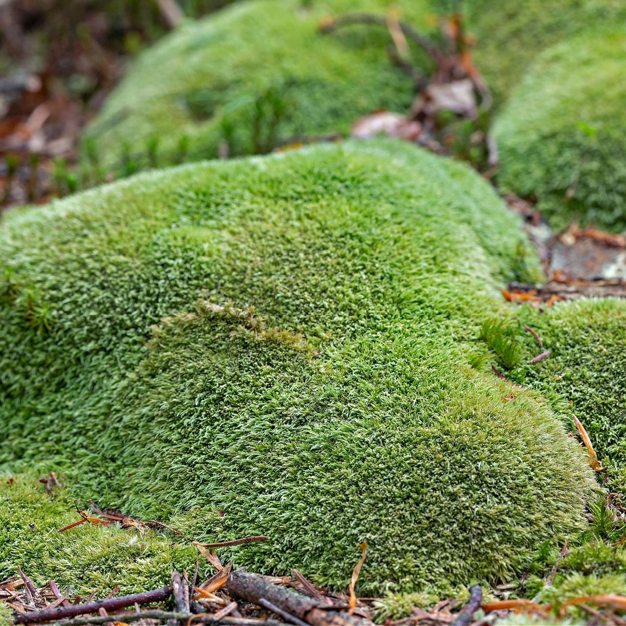 Moss Meadow Sampler